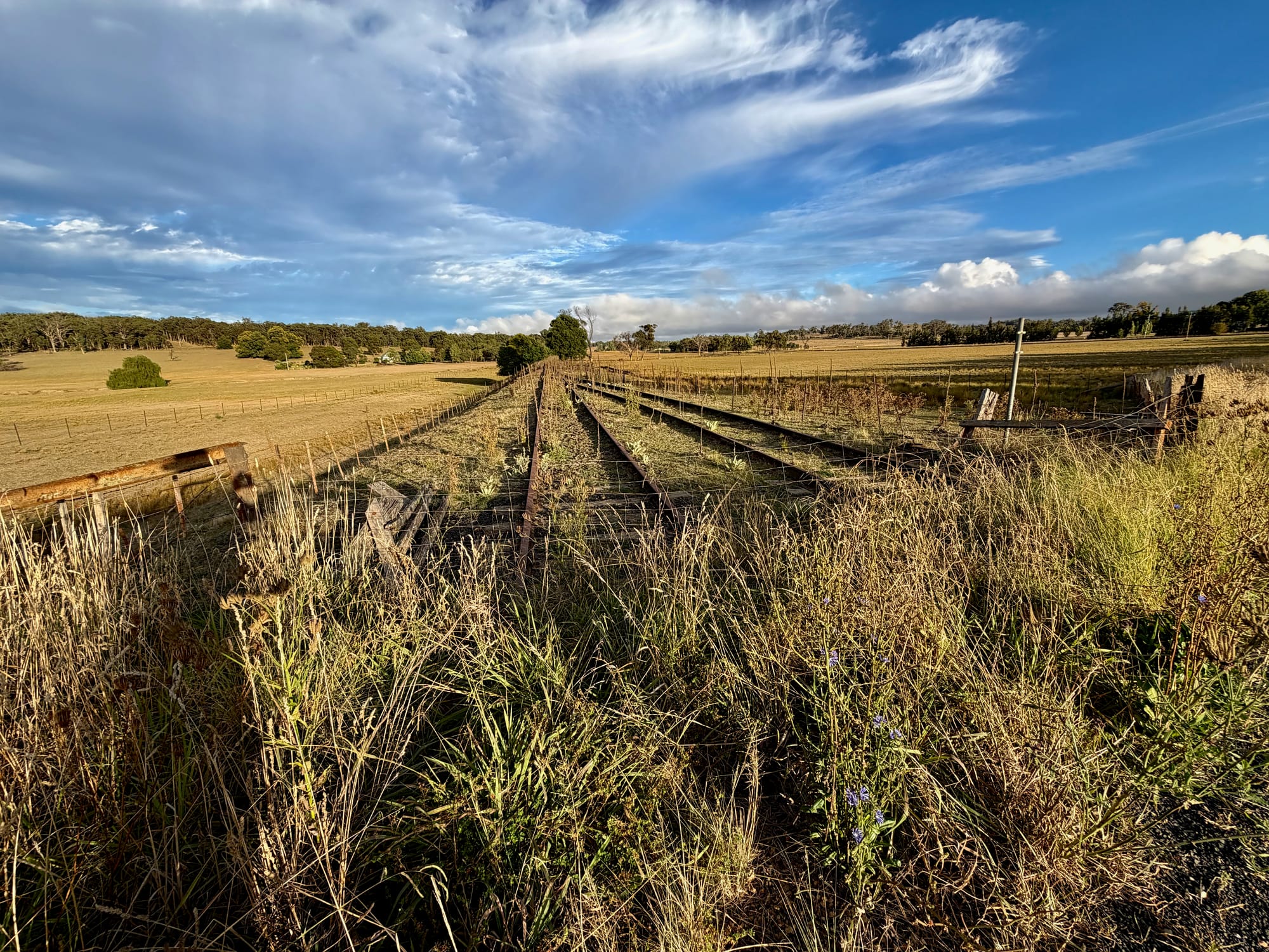 The Great Northern line north of Armidale is being reclaimed by nature